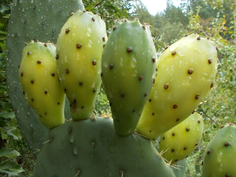 images/stories/virtuemart/product/Desert Dream Prickly Pear cactus (Custom)